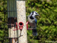 14271CrLe - Blue Jay  at our feeder   Each New Day A Miracle  [  Understanding the Bible   |   Poetry   |   Story  ]- by Pete Rhebergen